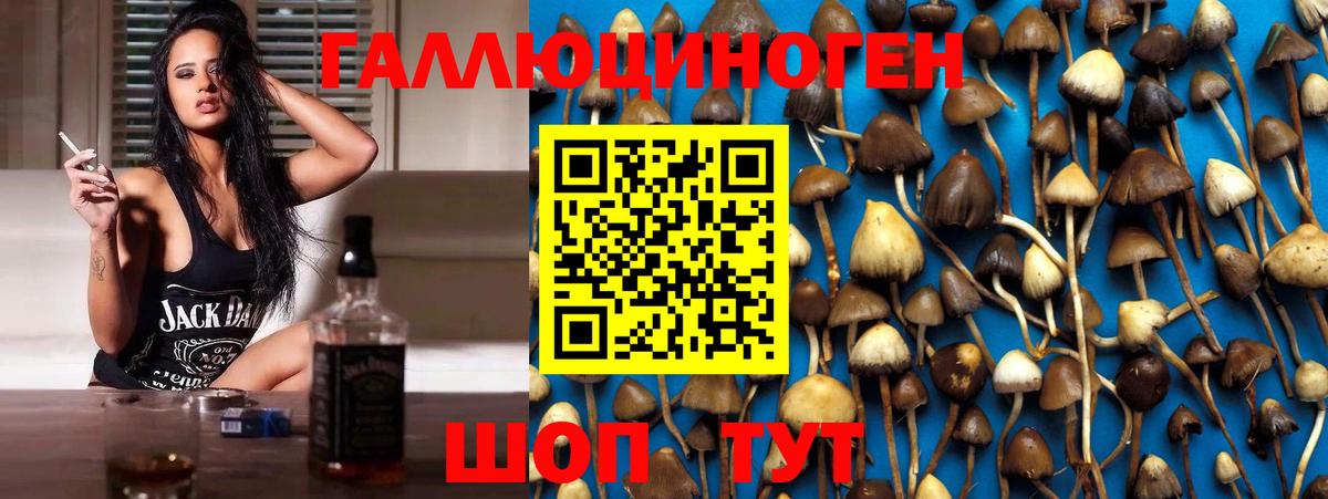Галлюциногенные грибы Psilocybe Бийск